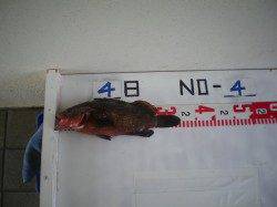 姫路市立遊漁センターで高級魚アコウ！