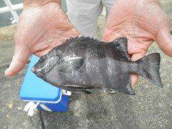 【イシゴカイでサヨリ狙いも面白い】大阪南港海釣り公園