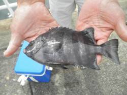 【イシゴカイでサヨリ狙いも面白い】大阪南港…