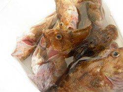 今日は暑かった、南港海釣り公園6日の釣果