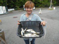 サビキでアジ、ちょっと寂しい数です…　太刀魚は園内20匹