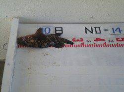 姫路市立遊漁センター、探り釣り29cmのアコウGET！