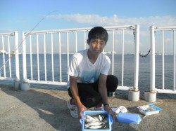 南港海釣り公園、アジが好調でした♪