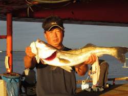 尼崎市魚つり公園、のませでスズキ76.5c…