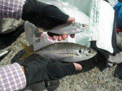 南港海釣り公園、タチウオにアジ、久しぶりのチヌも！