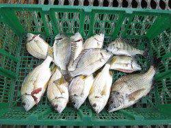 紀州釣りでチヌ大漁★サヨリも絶好調〜♪