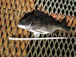 紀州釣りでチヌ大漁★サヨリも絶好調〜♪