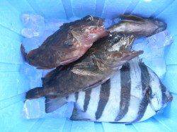 良く太ったアジが釣れています！南港海釣り公園