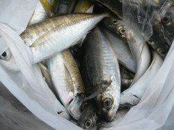 良く太ったアジが釣れています！南港海釣り公園