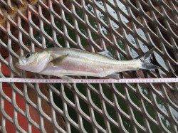 尼崎市魚つり公園　アジ・サッパ・サヨリの他セイゴ・チヌも