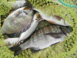 南港海釣り公園 チヌ・キビレの釣果あり アジ・タチウオの姿も