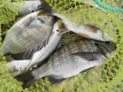 南港海釣り公園　チヌ・キビレの釣果あり　ア…