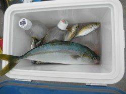 南港海釣り公園 チヌ・キビレの釣果あり アジ・タチウオの姿も