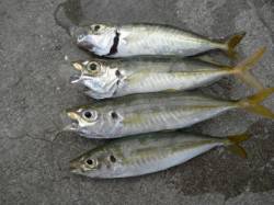 南港海釣り公園　午後４時すぎからサビキのア…