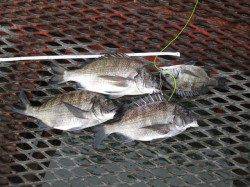 尼崎市魚つり公園、落とし込みでチヌ!餌はフジツボです