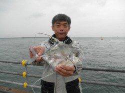 珍しいイトヒキアジが釣れました、南港海釣り公園