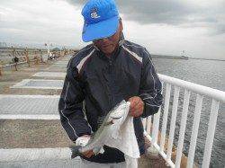 タチウオは朝方です。南港海釣り公園でアジにハネ