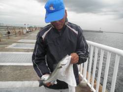 タチウオは朝方です。南港海釣り公園でアジに…