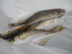 タチウオは朝方です。南港海釣り公園でアジにハネ