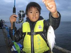 尼崎市魚つり公園、アジ大きくなっています！…