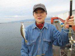 【風はそれほどありませんでした】サビキでアジ　ズボでチヌ