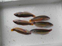 南港海釣り公園　探り釣りでベラの釣果