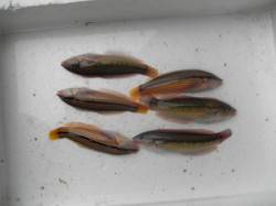 南港海釣り公園　探り釣りでベラの釣果