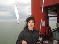 尼崎市魚つり公園　サビキのアジの他　セイゴ…