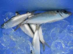 南港海釣り公園　アジの他、タチウオ、サッパ…