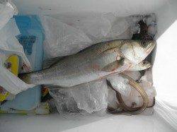 南港海釣り公園　サビキのアジの他、タチウオ、ハネなどの釣果