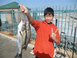 南港海釣り公園　サビキのアジの他、タチウオ、ハネなどの釣果