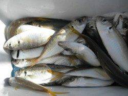 28日　大阪南港海釣りの公園釣果【タチウオ・アジ・ハネ】