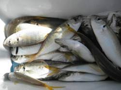 28日　大阪南港海釣りの公園釣果【タチウオ…