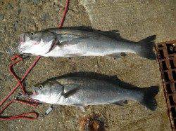 28日　大阪南港海釣りの公園釣果【タチウオ・アジ・ハネ】