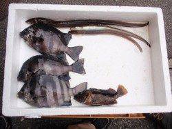 南港海釣り公園、サンバソウにチヌを確認