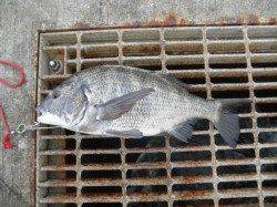 南港海釣り公園、サンバソウにチヌを確認