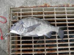 南港海釣り公園、サンバソウにチヌを確認