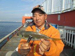 尼崎市魚つり公園　今日もカタクチイワシ・アジ・サヨリ中心の釣果