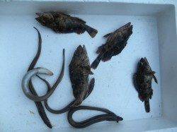 【アジ少なくなってきた？】南港海釣り公園で穴子