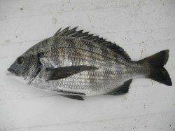 【アジ少なくなってきた？】南港海釣り公園で穴子