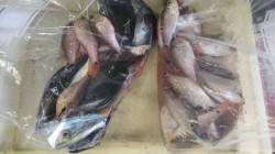 【28日】堺漁港でのサビキ釣果　グレ・シマ…