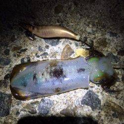 松帆の浦、夕マズメから夜にかけてエギング釣行