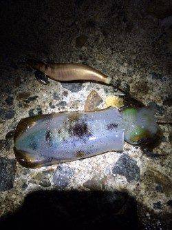 松帆の浦、夕マズメから夜にかけてエギング釣行