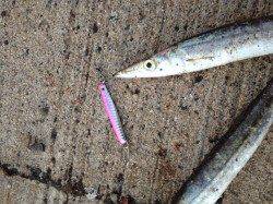 間人の漁港内でカマス30cmGET！！