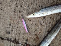 間人の漁港内でカマス30cmGET！！