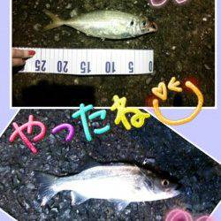 久美浜　ジグサビキでアジ〜25cm＆セイゴ！