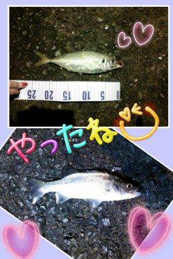 久美浜　ジグサビキでアジ〜25cm＆セイゴ！