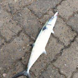 敦賀新港ショアジギングでサゴシ　