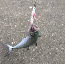 敦賀新港ショアジギングでサゴシ　