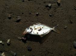 紀ノ川に投げ釣りへ、チヌやキビレGET